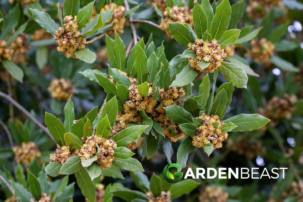 RedCrocus - RedCrocus Bay Laurel Laurus nobilis Tree | Aromatic, Evergreen, Culinary Herb for Gardens & Containers 2 Gallon
