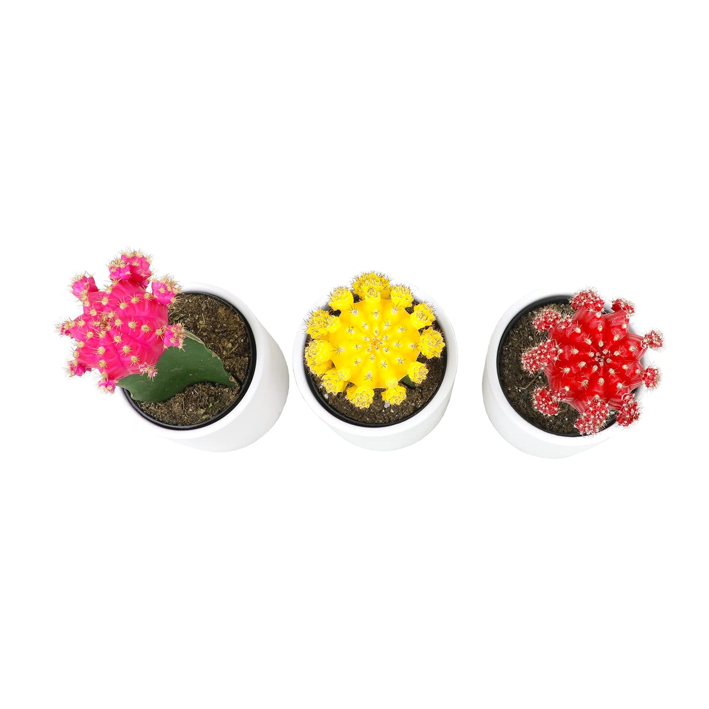 Grafted Cactus Plants Live in White Plant Pots (3 PK), Live Cactus Plant in Cactus Soil Potting Mix, Live Mini Cactus Succulents Plants Live Cacti, Cactus Pots with Live Succulents by Plants for Pets