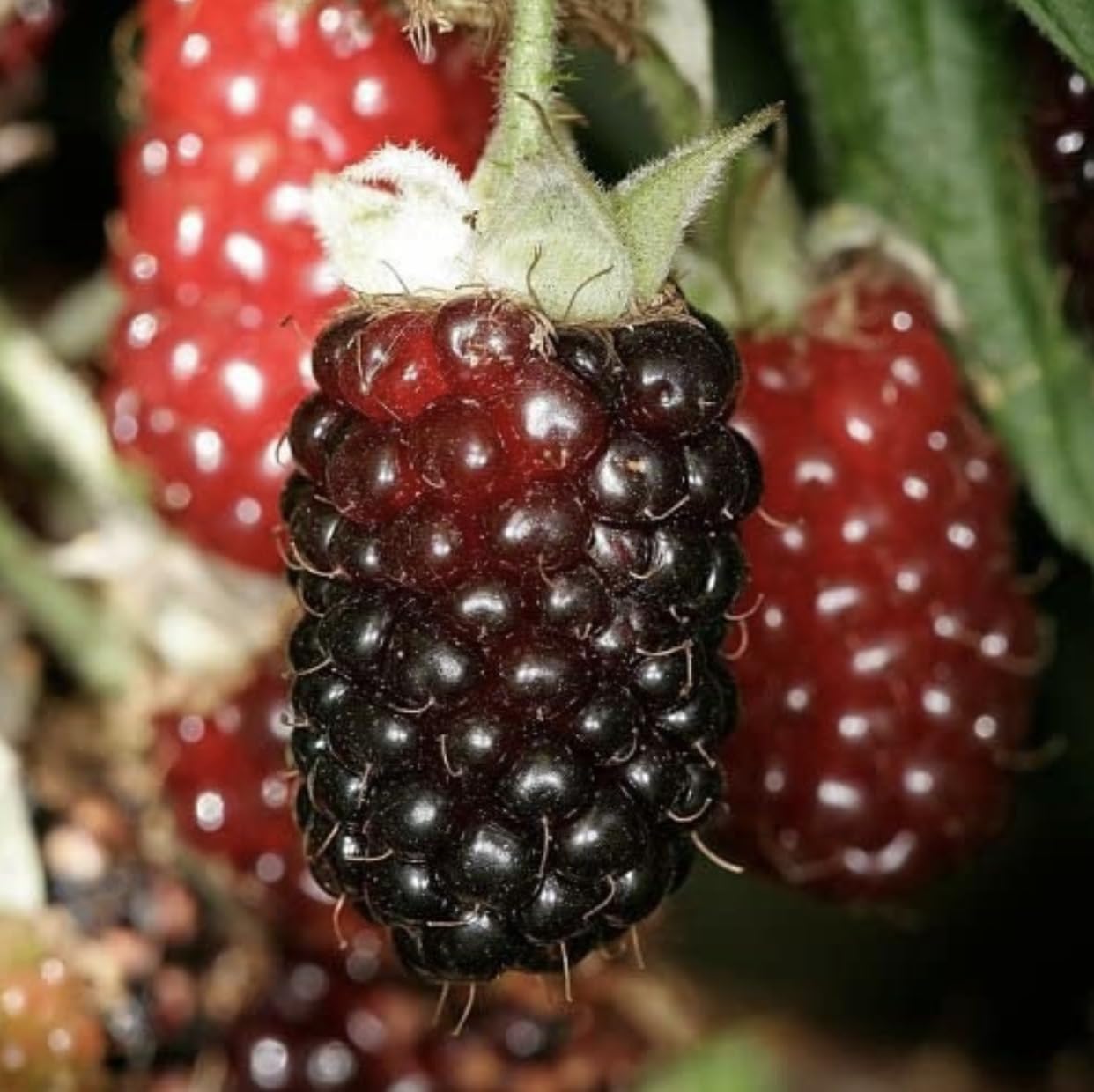 Boysenberry Plants - Pack of 2 (Two) - Mix Between Raspberry BlackBerry Loganberry Dewberry Plants for Planting - 4-6 inch Starter Plants - Fruit Tree Live Plant