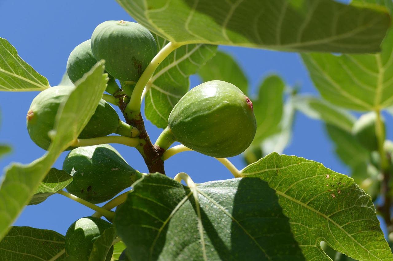Greenwood Nursery: Live Trees - Fignomenal Dwarf Fig Tree + Ficus carica - [Qty: 1x 3.5 Pot] - (Click for Other Available Plants/Quantities)