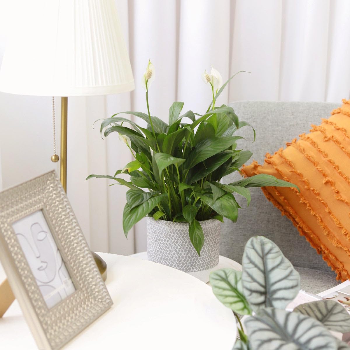 Spathiphyllum Green Peace Lily (4 inch) - Lucky Houseplants - 4/6 inch Unique Live Decorative Houseplants - Easy to Care Indoor Plants, Perfect for Office, Home & Feng Shui Decor
