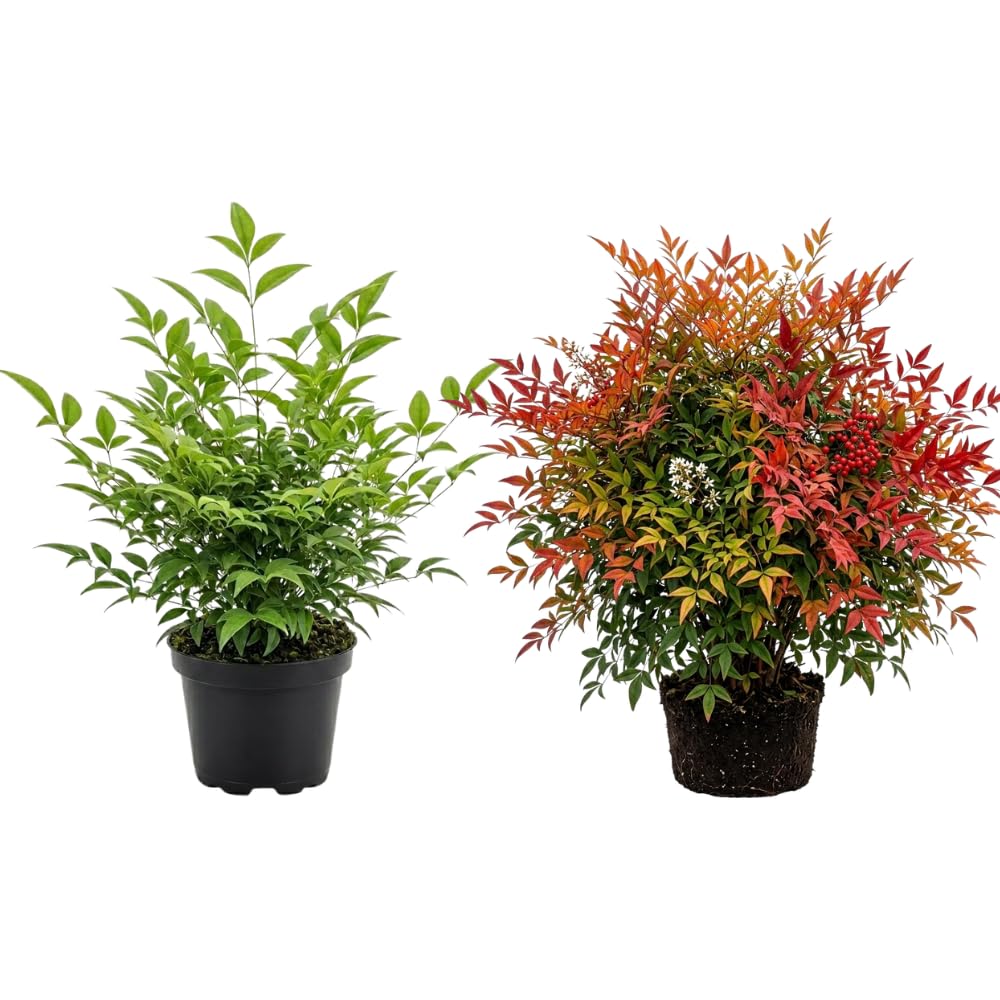 1 Nandina Domestica, 2.5 Inch Pot Nandina Live Plant, Heavenly Bamboo, Easy Care, Evergreen Shrub with Seasonal Red Foliage, Ideal for Garden & Landscape