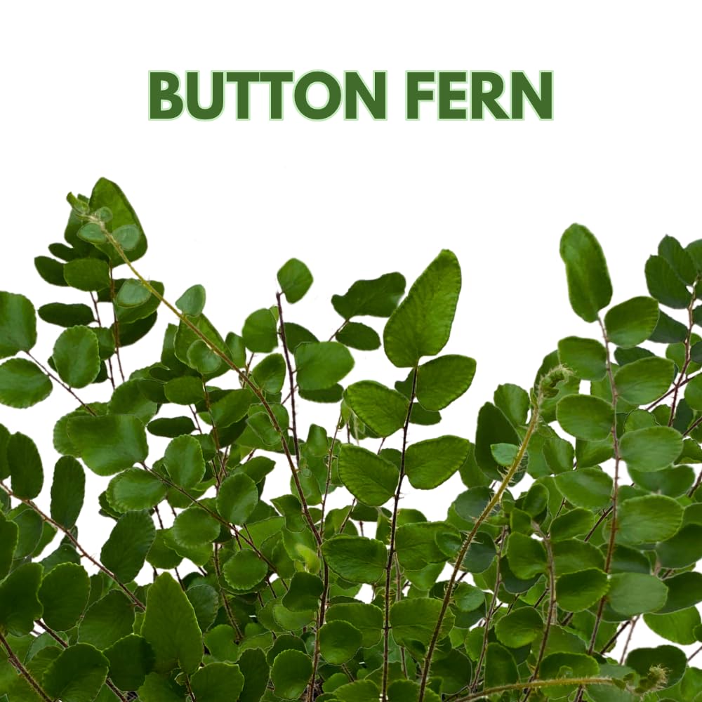 BubbleBlooms Button Fern in a 4 inch Pot Pellaea rotundifolia