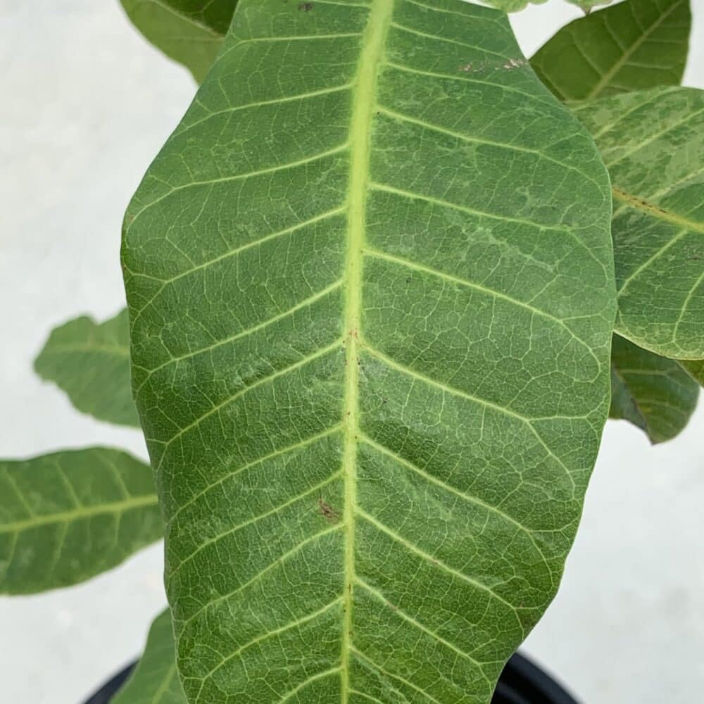 Live Plant - Cashew Nut/Pajuil (Anacardium Occidentale) Tropical Fruit Tree 12”-18” Big