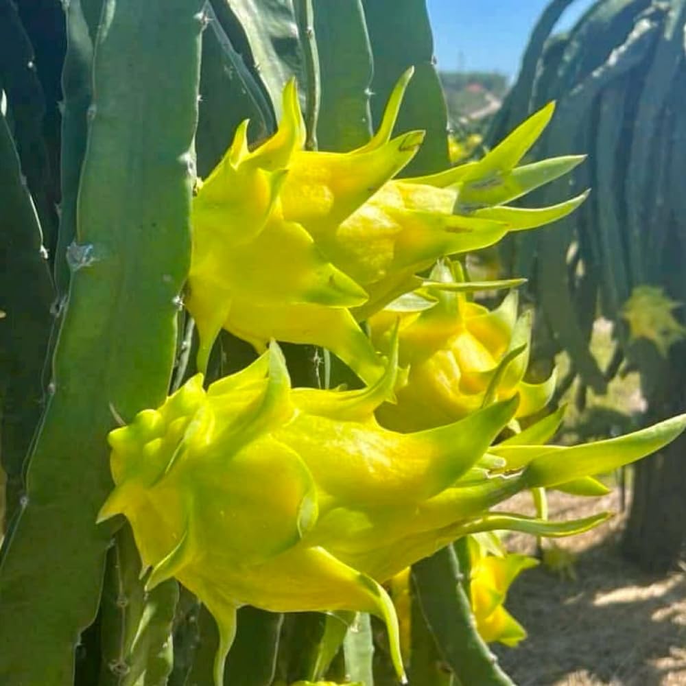 2 Yellow Dragon Fruit Tree Live Plant, 4 to 7 Inc, Live Dragon Fruit Plant, Sweet Fruit Plant Outdoor Garden, Without Pot