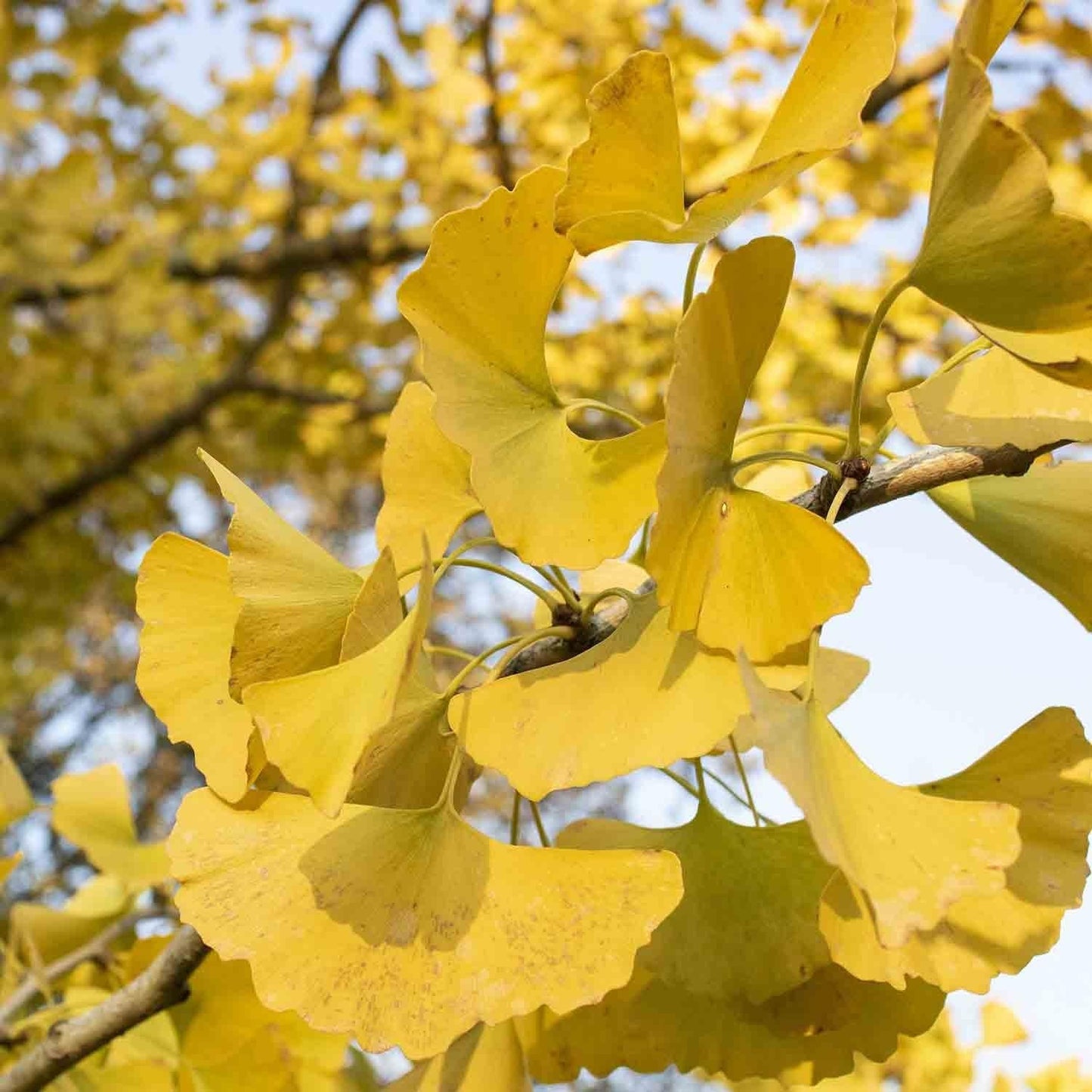 Live Plant - Ginkgo Biloba Tree (Maidenhair) - Live Plant - (1 Qt)