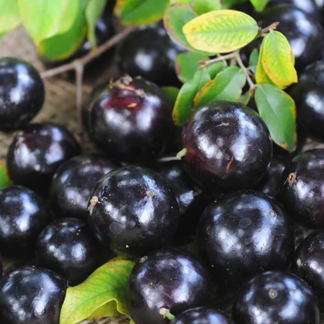 Black Jaboticaba Tree Live Plant, 1 Year Old Trees Seedling, 1 Feet Tall, Well Rooted, Jabuticaba Plants