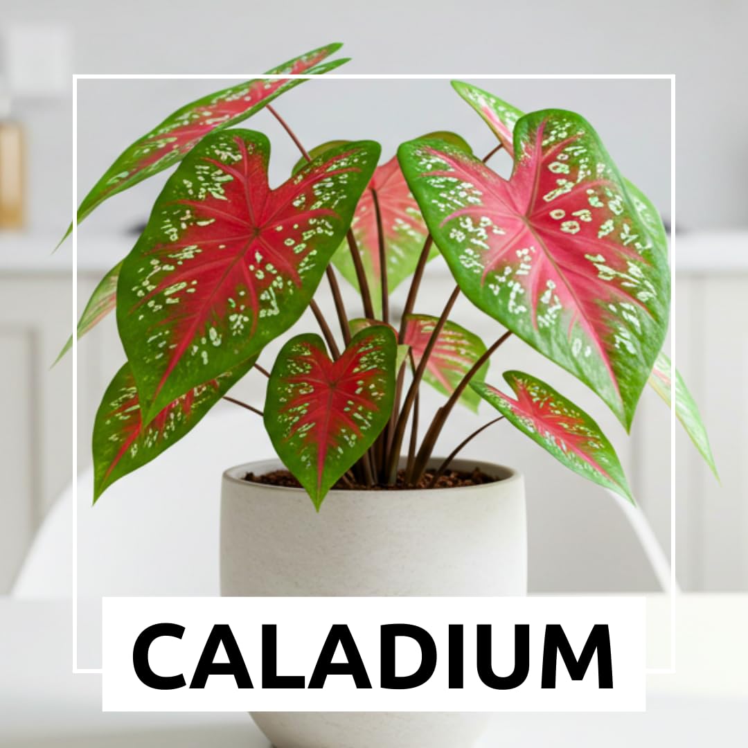 Dragon Heart Caladium Bulbs for Planting - Perennial Hosta, Elephant Ears, Fancy (6 Bulbs)