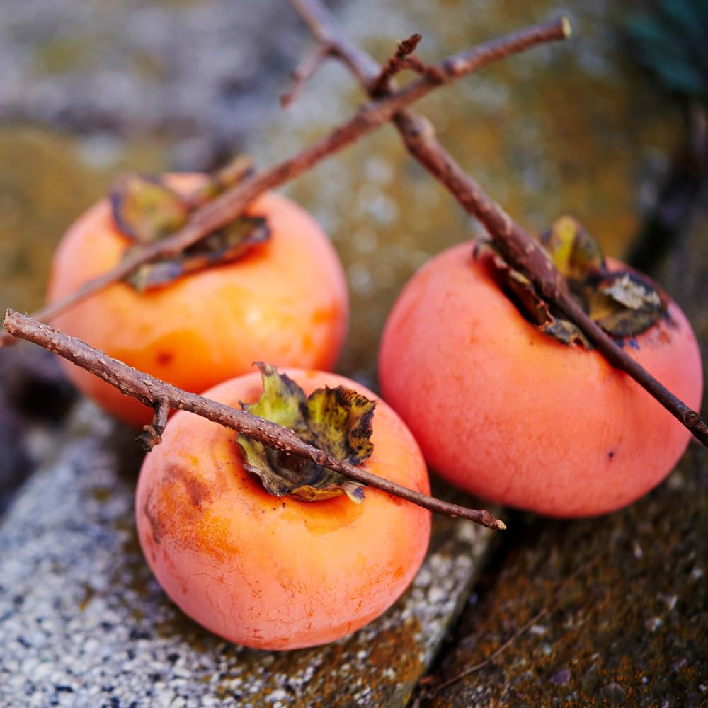 American Persimmon Tree Live Plant, 1 Year Old Persimmon Ready to Plant, Hardy Persimmon Fruit Plant in Quart Pot