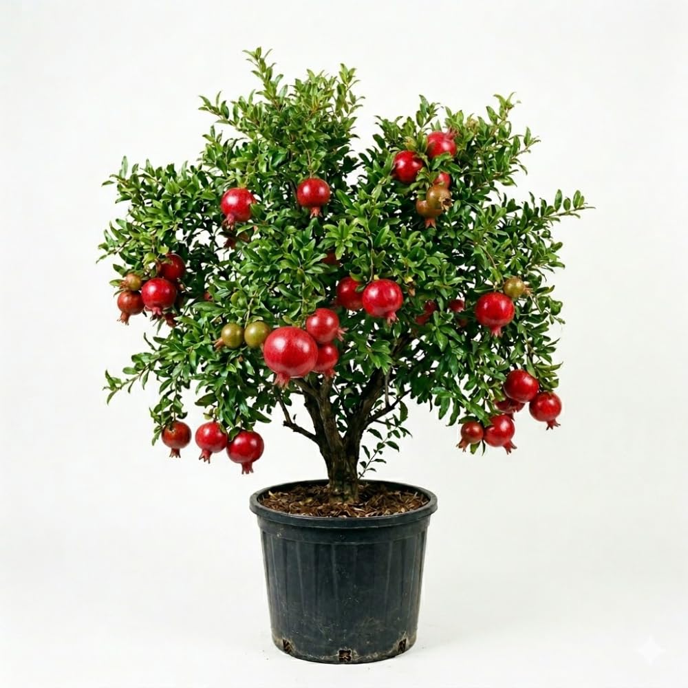 Red Pomegranate Plant Live, Cold Hardy Pomegranate Tree Live Plants for Home Garden, Edible Fruit Trees from 4 to 6 Inches Tall