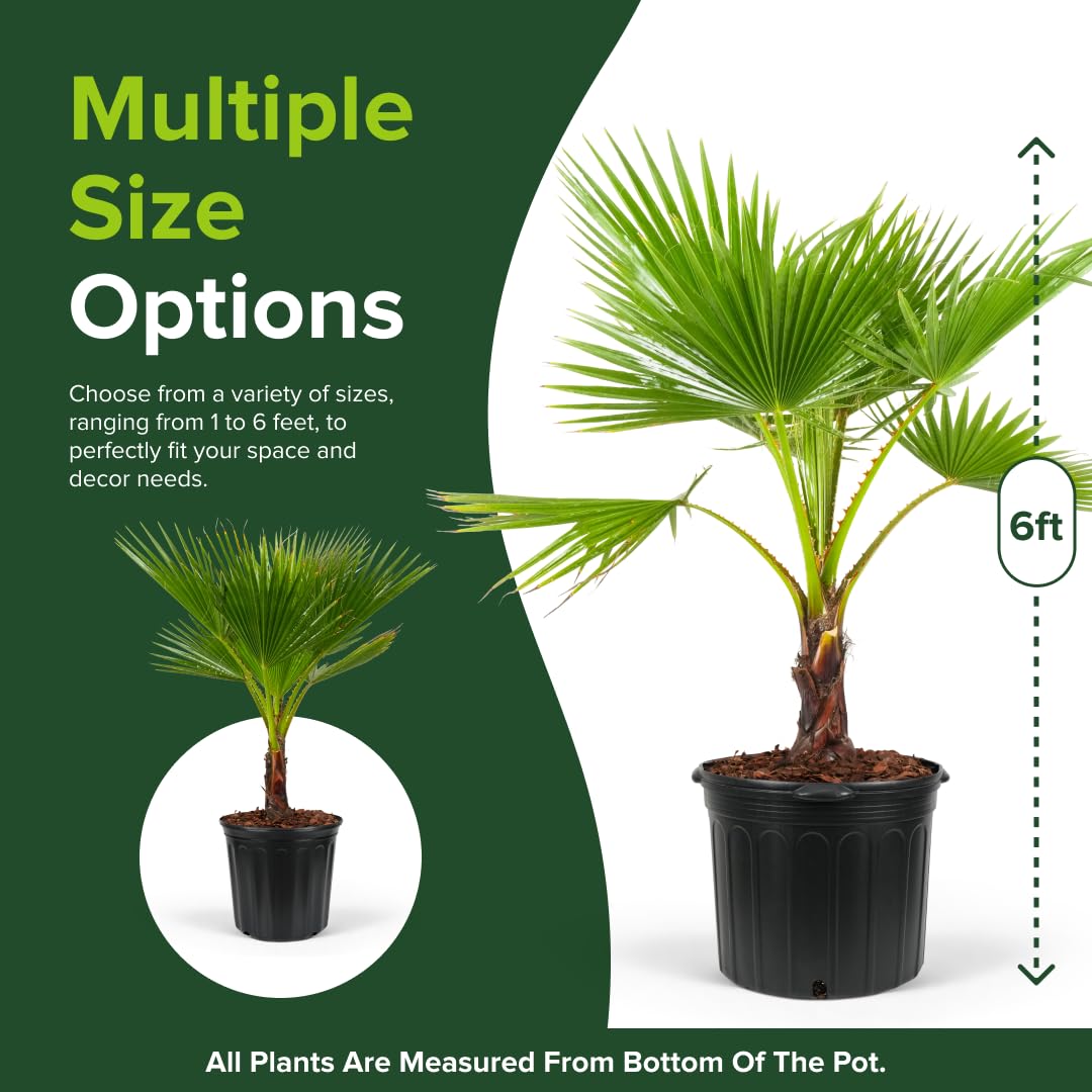 Washington Palm, Mexican Fan Palm Tree - Fast-Growing, Cold Hardy Tropical Live Plant - Drought Tolerant, Low Maintenance - Ideal for Gardens, Patios, and Indoor Spaces (3gal Pot, 3-4ft)