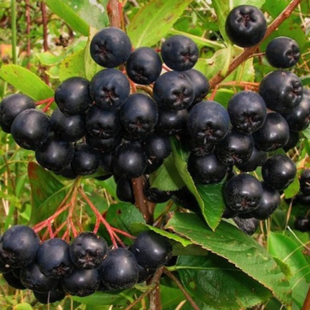 1 Year Old Black Chokeberry Live Plant 1-2 Feet Tall, Dormant, Cold Hardy Aronia Berry Bush for Orchard Landscaping, Chokecherry Plant Like