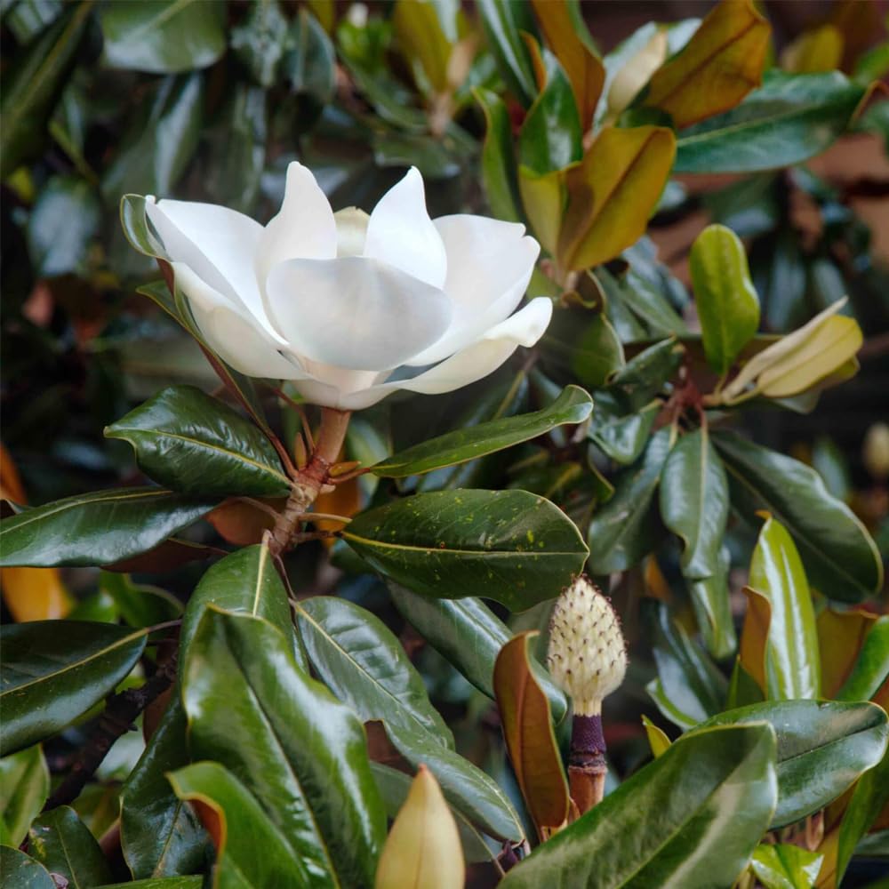 Little Gem Southern Magnolia Tree, 7 Gallon Live Nursery Pot, White Fragrant Flowers| Arbor Day Foundation (Due to Agricultural Laws, Unavailable to CA, AZ)