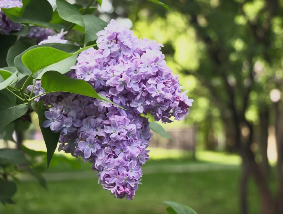 Old Fashioned Lilac Bushes Live Plants (2 Pack) – 18–24” Tall - Syringa vulgaris – Fragrant Lavender Purple Flowers – Hardy Flowering Shrubs