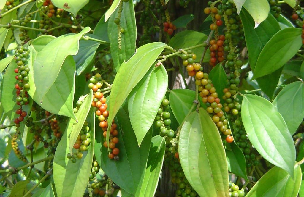 Live Plant - Black Pepper Piper Nigrum Live Starter Plant
