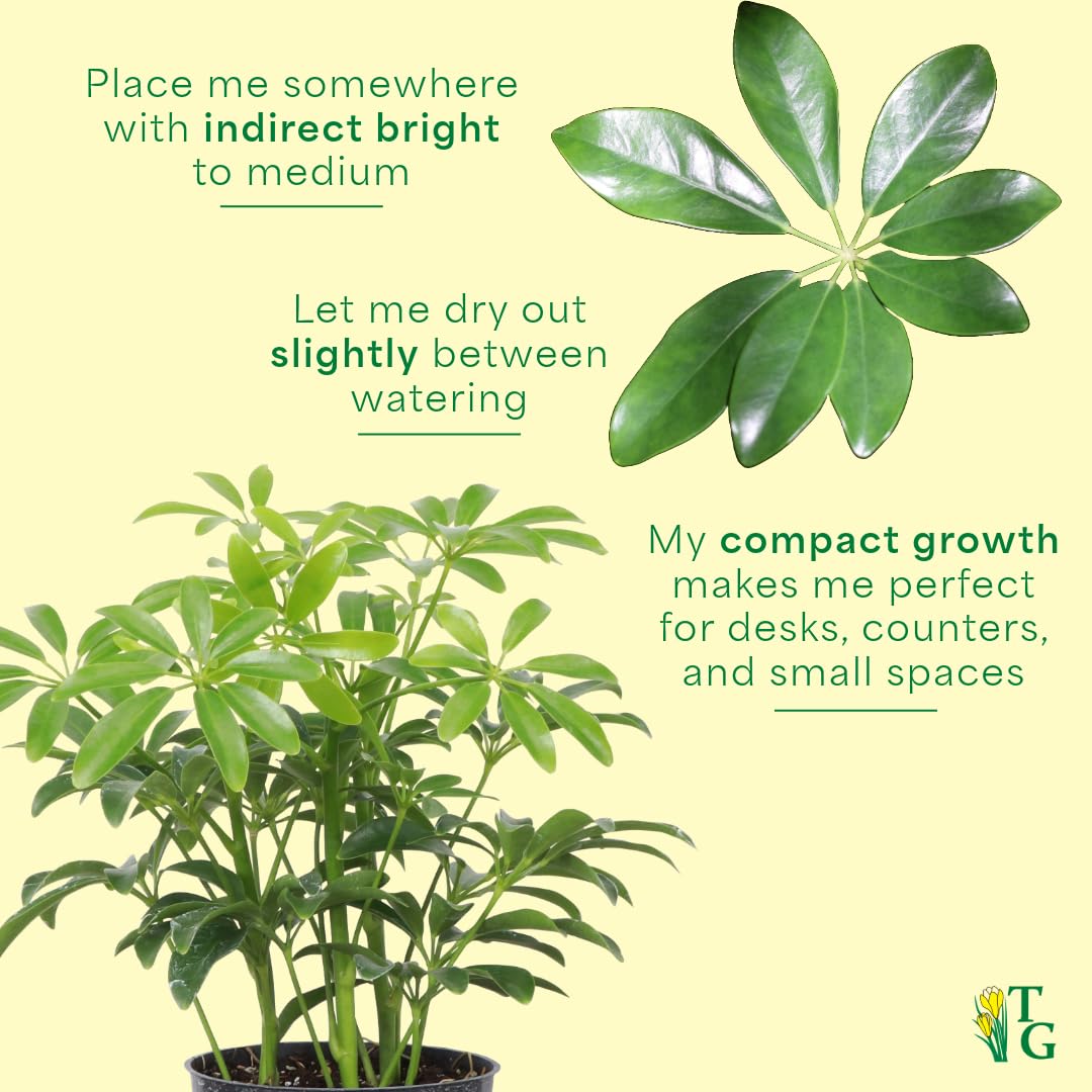 Thorsen's Greenhouse Live Arboricola Umbrella Tree Plant, Schefflera Arboricola, Natural Air Purifier, Easy to Grow, Live Indoor Houseplant, 4-inch Diameter (White)
