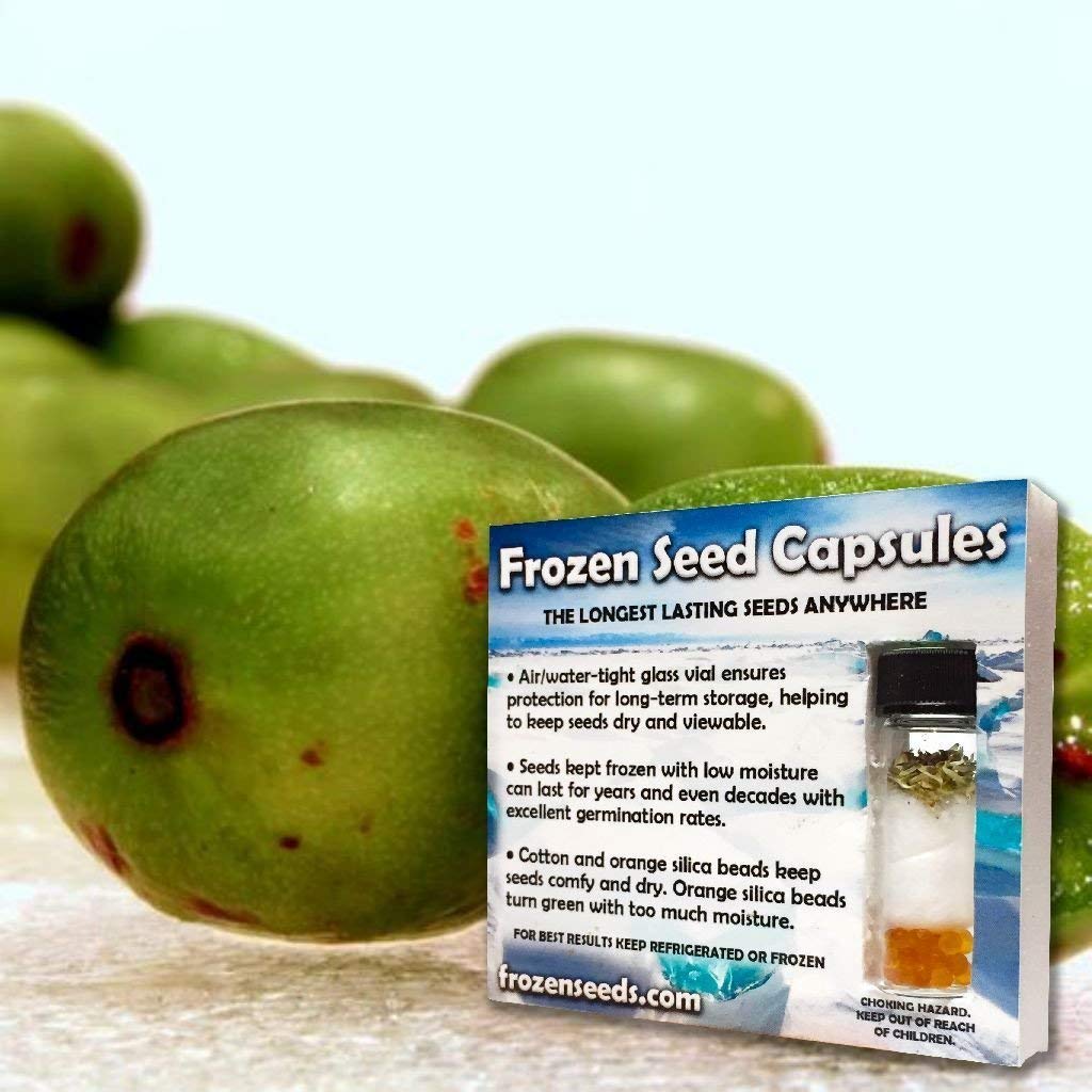 Palm Beach Medicinal Herbs Hardy Kiwi Seeds (Actinidia arguta) Pack of 10 Seeds