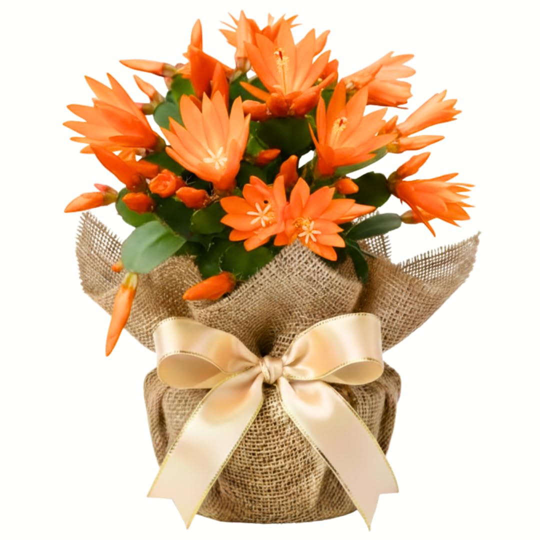 Easter Cactus Plant Live, Holiday Blooming Indoor Plants Live Houseplants, Succulents Well-Rooted 5-8" Tall, No Pot, Hanging Baskets Easy Care (Orange Easter Cactus)