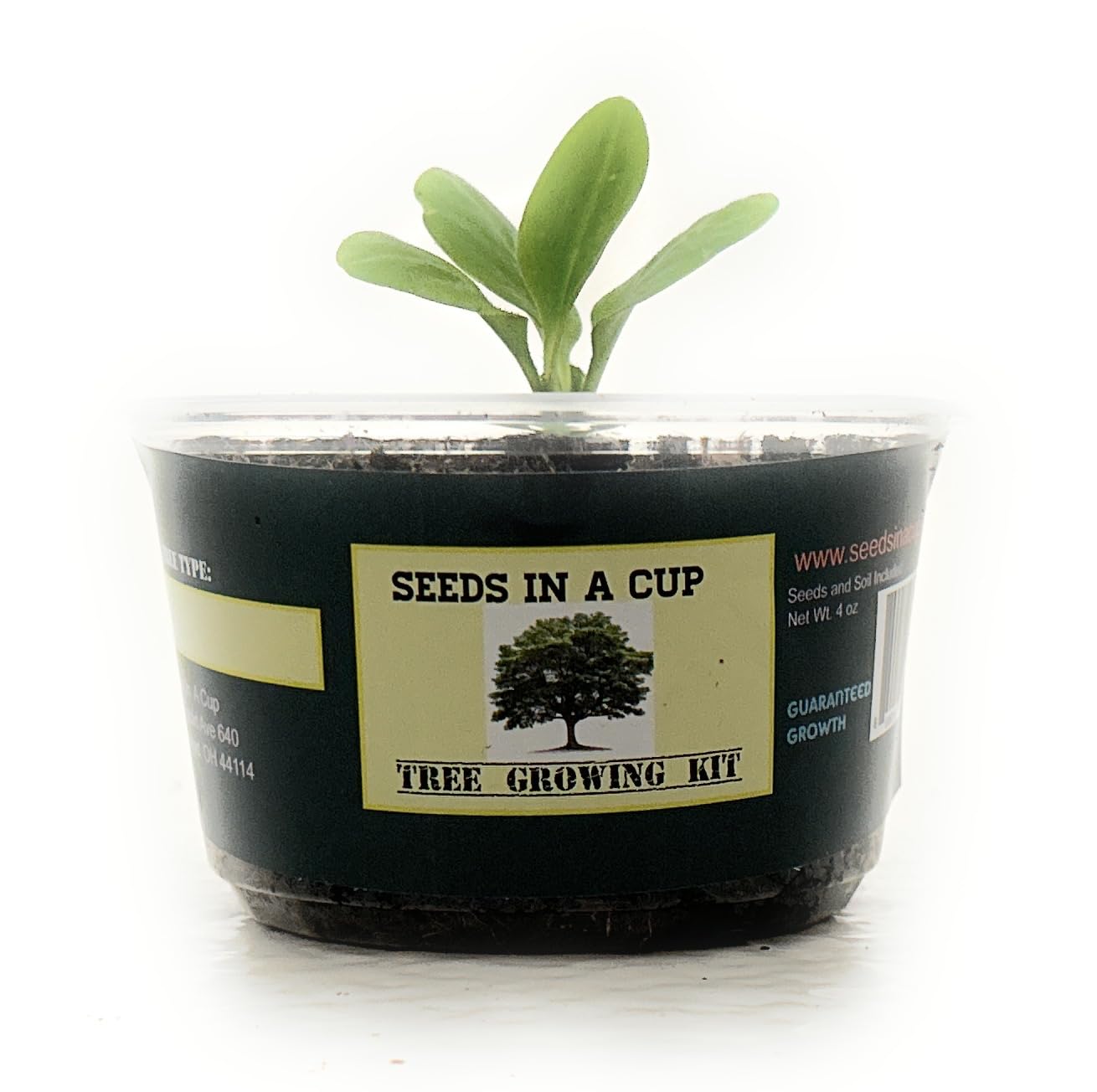 Seeds In A Cup: Tree Grow Kit | Easy to use | Educational | Memorial Gift | Plant It for The Planet | Grow Your Own Tree |Wide Selection to Choose from (Apricot)