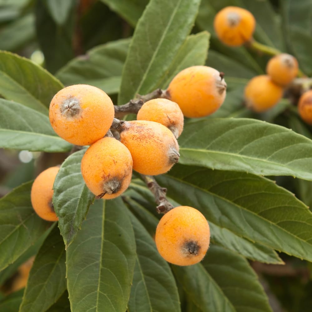 Loquat Tree in 3 Gallon Pot, Sweet Yellow Loquat Fruit Plant, Well Rooted Tree for Outdoor Planting, No Ship to CA