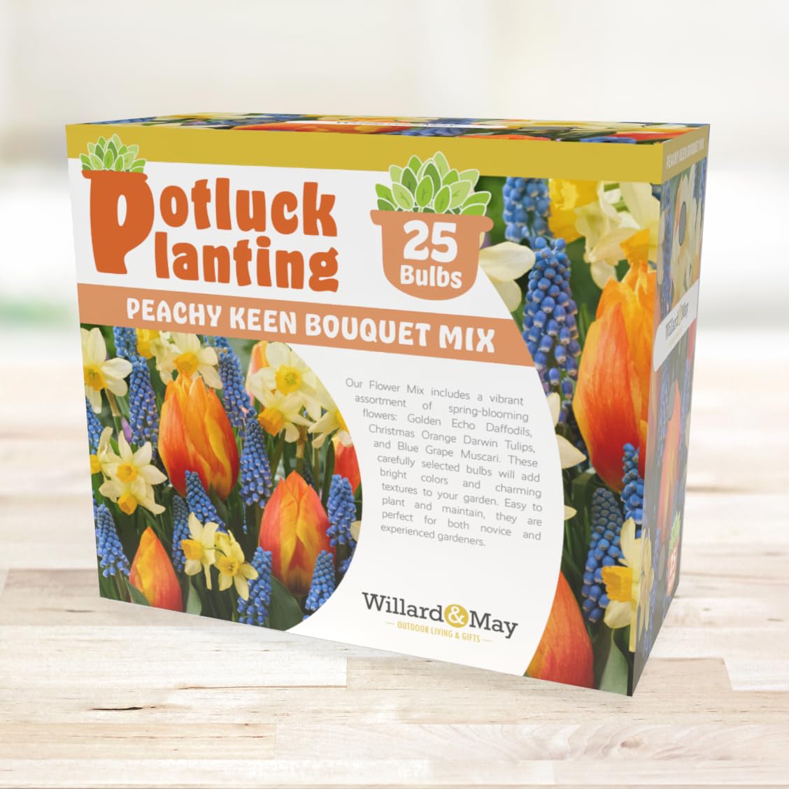 All-in-One Flower Garden Kit - 25 Flower Bulbs Per Box - Potluck Planting Peachy Keen Bouquet Mix - Daffodil, Tulip, Muscari - Fragrant - Naturalizing - Live Outdoor Garden - Easy to Plant Flowers