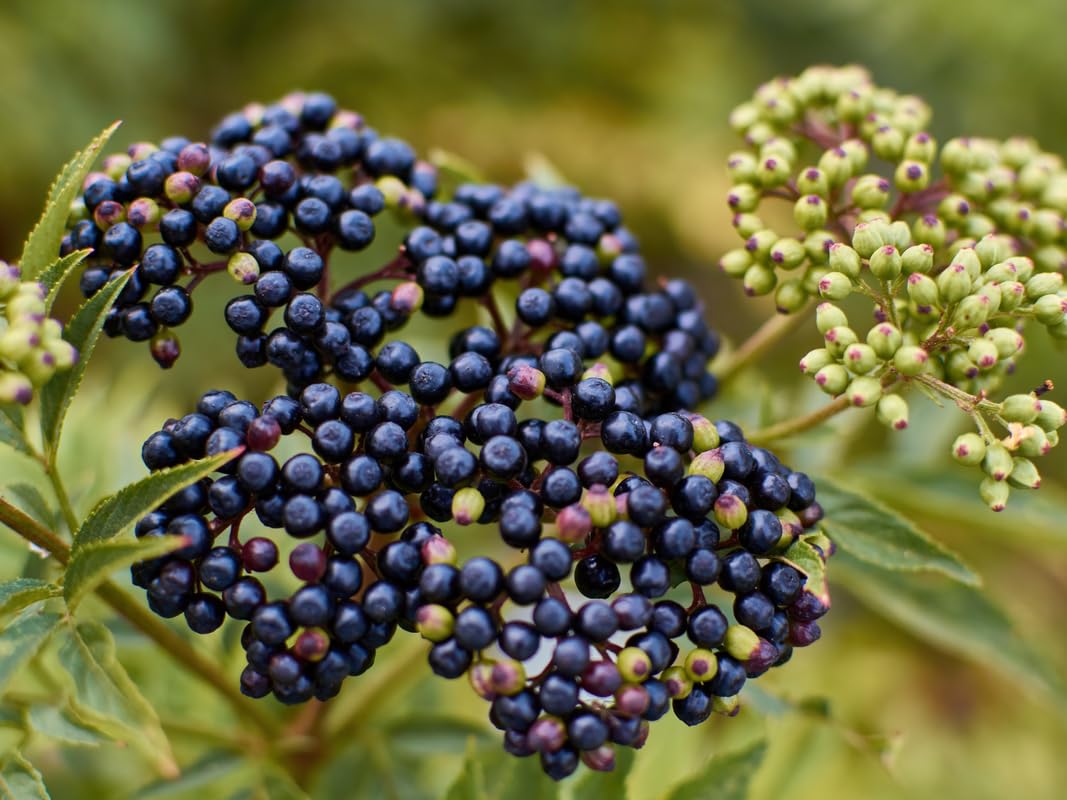 Pack 3 American Elderberry Trees Live Plants for Planting, Sambucus Canadensis Black Elderberry Bush Live Plants, Elderberry Plants Live 6-12 Inch Tall, Sweet Elderberries Fruit Trees, Bareroots