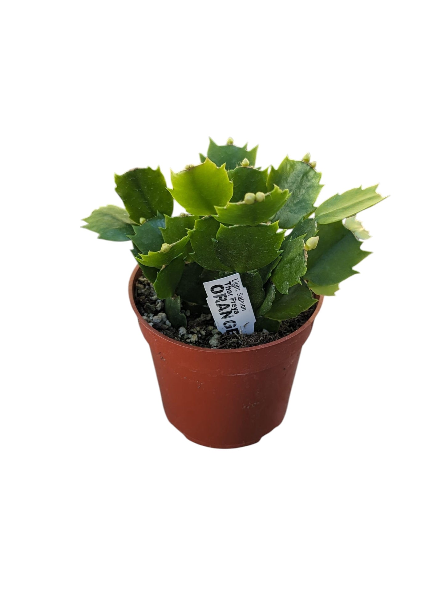 Live Christmas Cactus Plant in 4 Inch Pot, Holiday Succulent, Orange Blooming Indoor House Plant