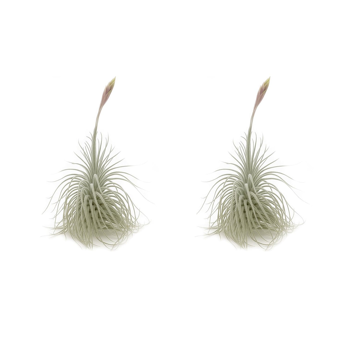 ragnaroc Live air Plant - Tillandsia Tectorum Air Plant 4-6" – 2ct – Unique Shape with Silvery Fuzz – Low Maintenance Houseplant – Perfect for Decor, Terrariums, Gifts - Live Arrival Guaranteed
