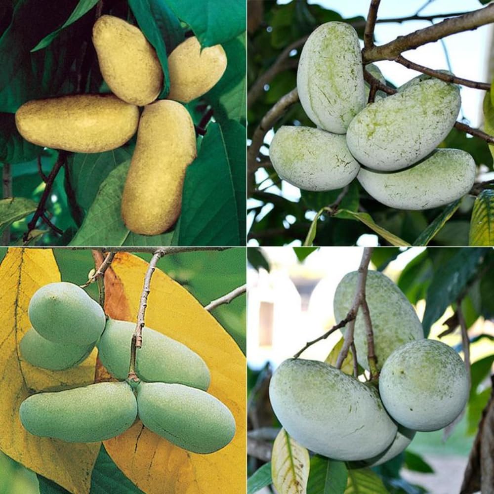 Sets 2 Pawpaw Trees Live Plants 1 Year Old, 7 to 12" Tall Established Roots, Paw Paw Banana Tree Plant Live, Pawpaws Plant for Growing Outdoor