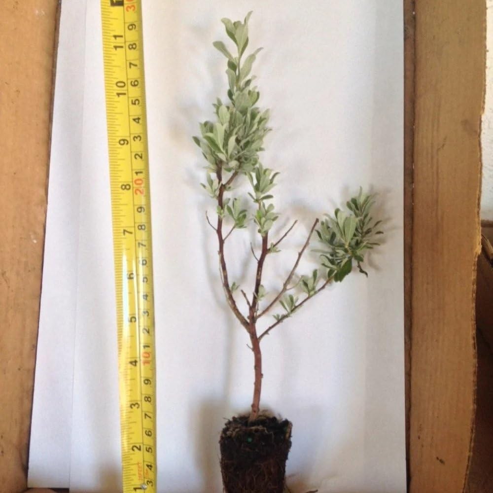 Texas Sage – Live Plants (12)