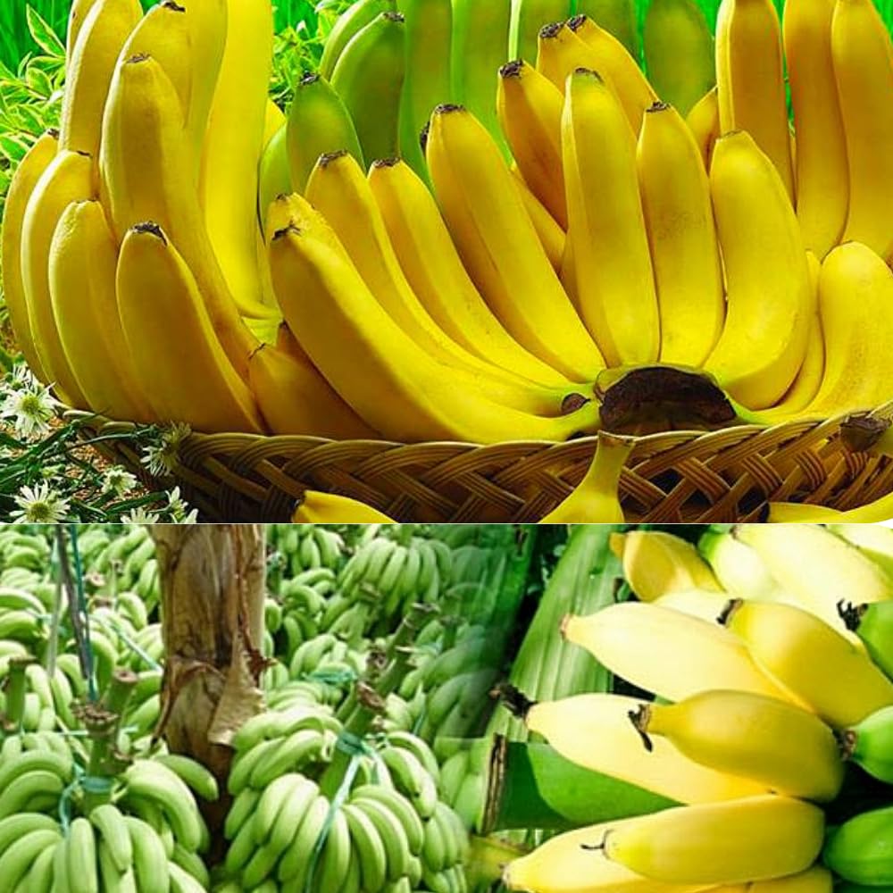 Dwarf Cavendish Banana Tree Live Plant in 1 Gal Pot, Hardy Banana Live Plant, Live Banana Fruit Tree, 1-2 Year Old, Well-Rooted, No to CA