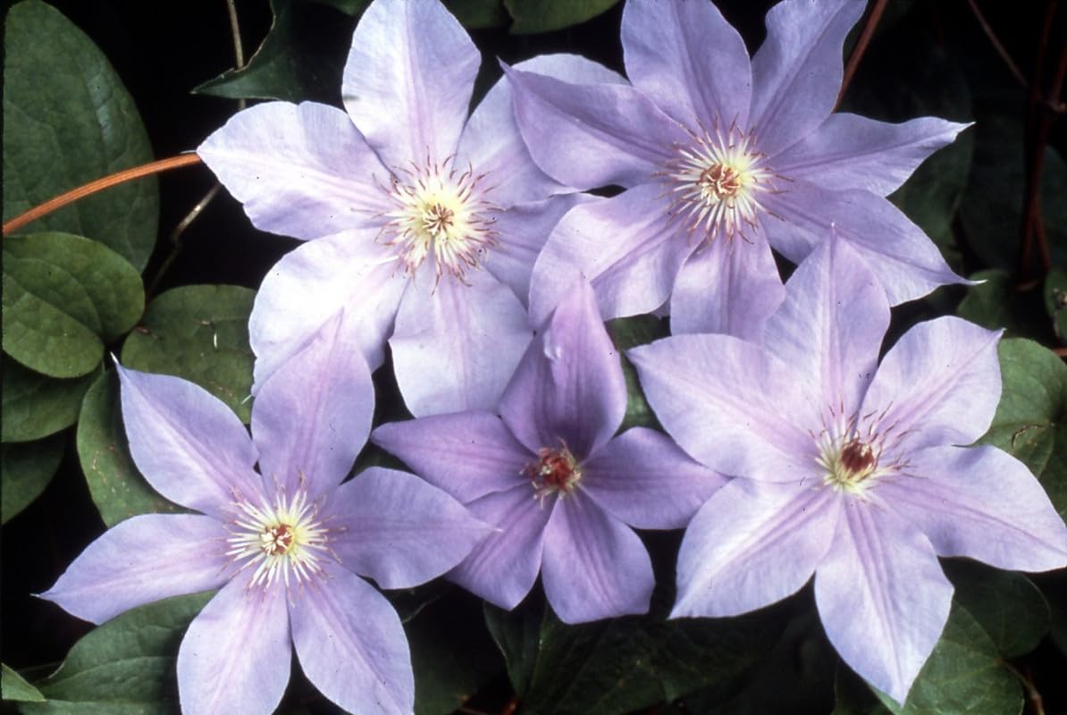 Clematis Vine Plant Live for Planting Outdoor, Clematis Plants Live, 4 to 6 Inch Tall, 2.5 Inc Pot, Perennial Fragrant Flowers Plant, Lavender Purple