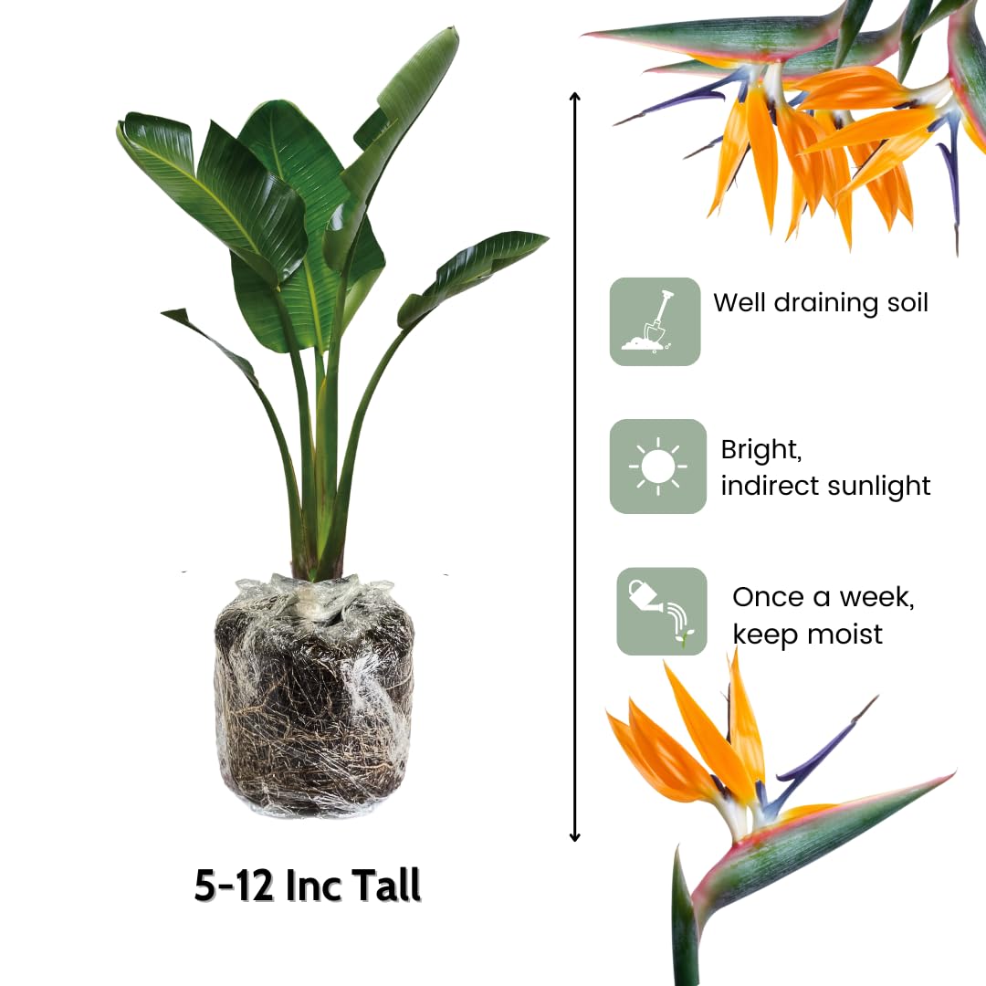 2 Yellow Bird of Paradise Live Plants, Strelitzia Reginae Well-Rooted Tropical Perennial Blooming, 5-9 Inches Houseplant Decor Indoor Outdoor, No Pot