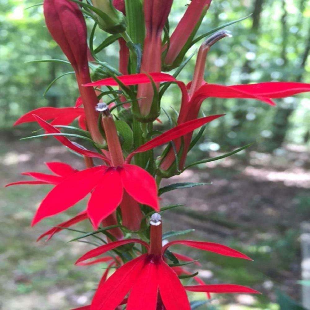 Live Plant - 5 Red Cardinal Flower Roots/Root Systems - (Lobelia cardinalis)