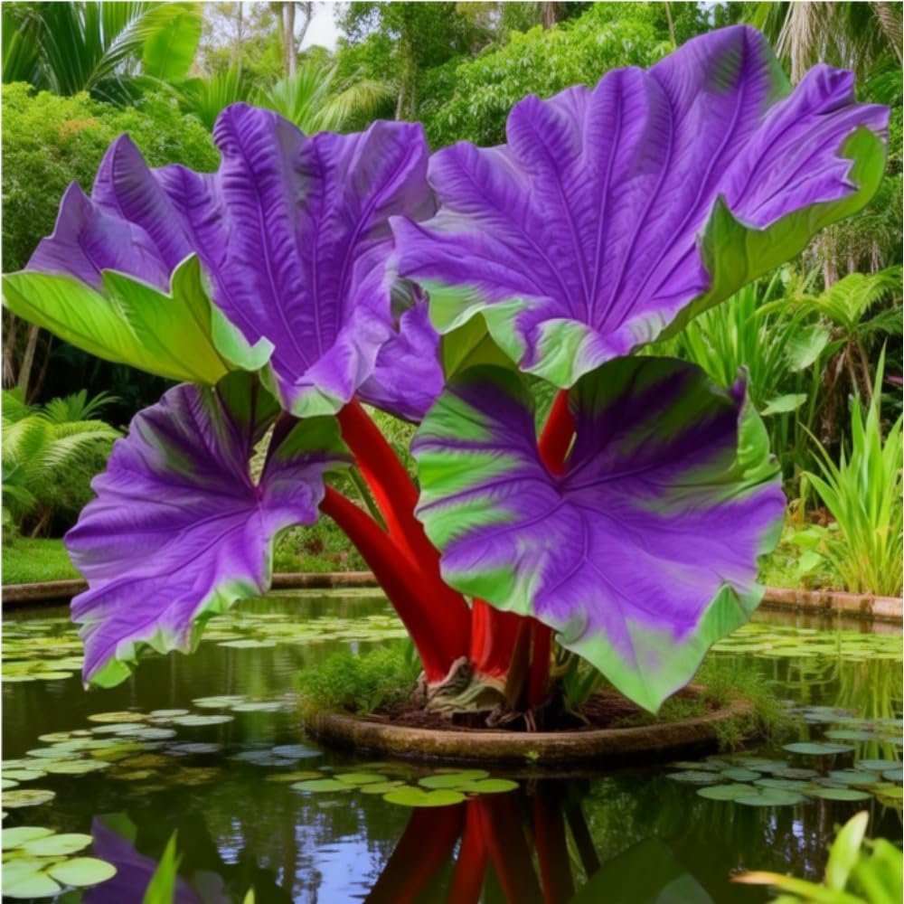Elephant Ear Bulb for Dramatic Leaf Impact, Lush Backyard Landscape Style