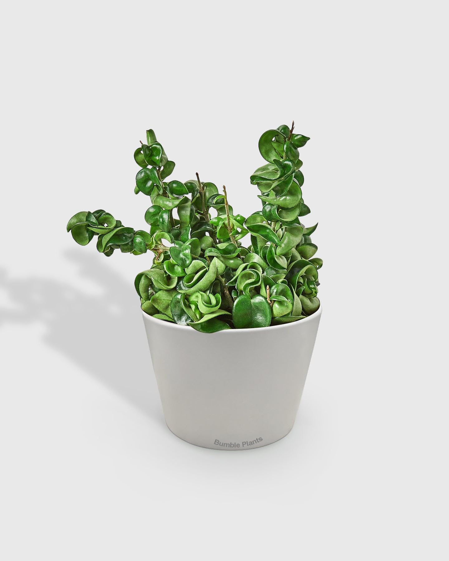 Hoya Hindu Rope Krinkle Curl-4" Pot/Nursery Pot - Live Plant Easy Care, Low Maintenance for Home Decor - Air Purification Houseplant