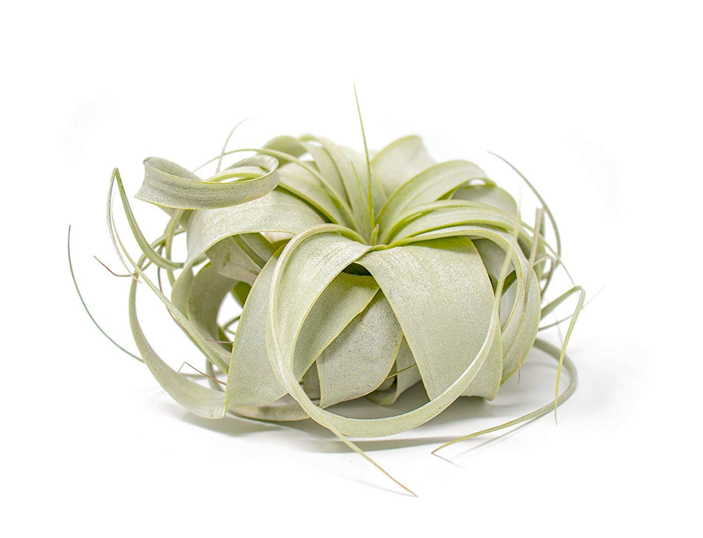 Tillandsia Xerographica Air Plant, Tillandsia Air Plants Live Large Indoor Plants Live Houseplants, Exotic Plants for Succulent Terrarium, Fairy Garden Decor, Succulents Live Plants by Plants for Pets