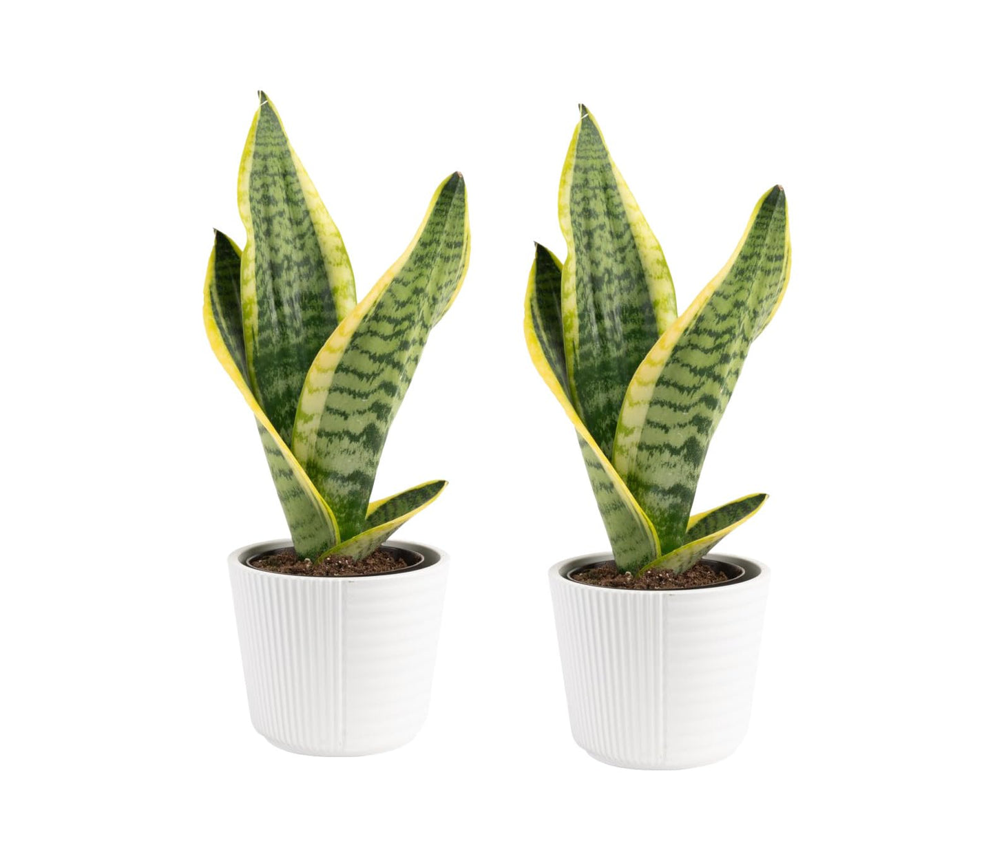 Costa Farms Snake Plant Live Houseplants (2-Pack), Sansevieria in Decor Pots, Live Indoor Plants for Low Light, Easy Care Succulents for Plant Shelf, Home Decor & Office Desk, 8-12 Inches Tall