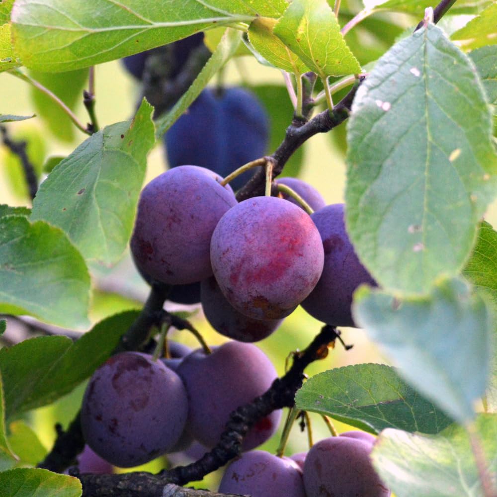 Methley Plum Tree, Grafted Sweet Plum Fruit Tree Live, 3 to 4 Ft Tall, No Ship CA