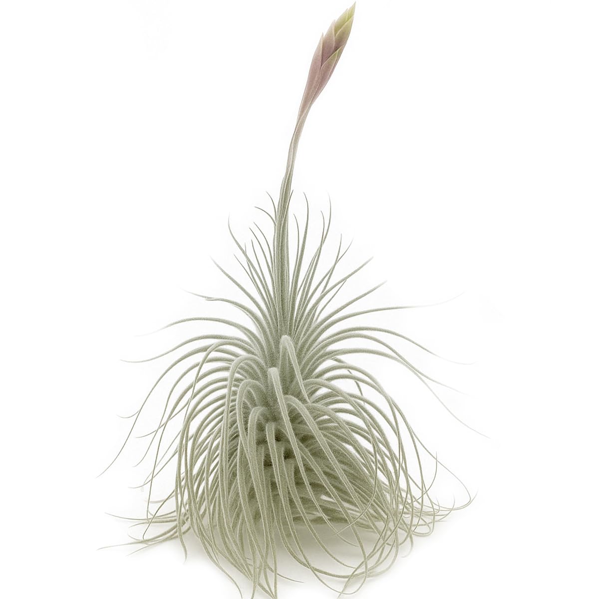 ragnaroc Live air Plant - Tillandsia Tectorum Air Plant 4-6" – 2ct – Unique Shape with Silvery Fuzz – Low Maintenance Houseplant – Perfect for Decor, Terrariums, Gifts - Live Arrival Guaranteed