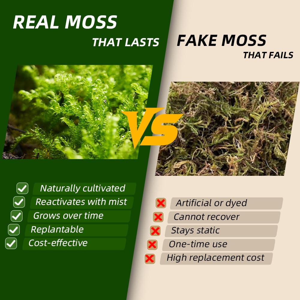 Live Moss 4-Pack (Each 3.5"x7") – Real Mixed Moss for Terrariums, Reptile Habitats, Fairy Gardens & Potted Plants – 4 Random Varieties, Easy to Revive, Natural Green Decor