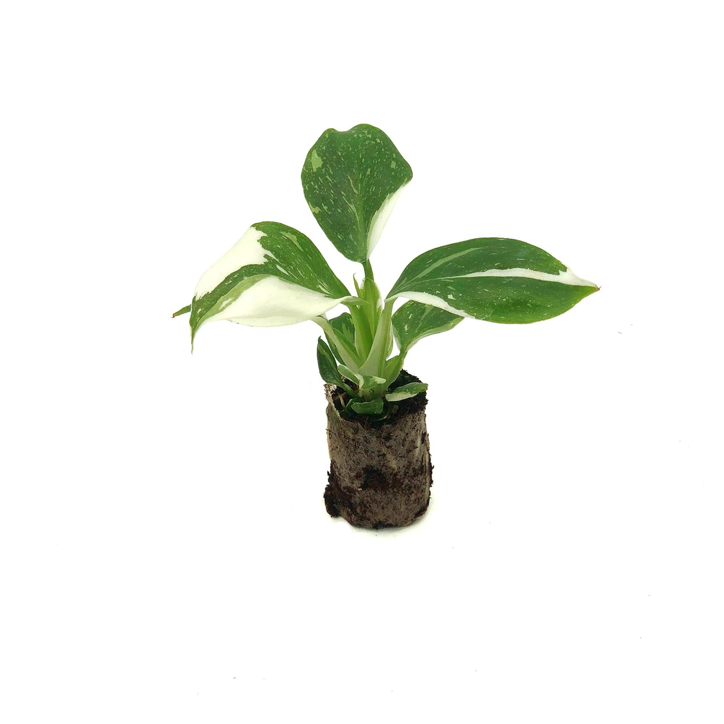 Live Plant - Philodendron White Wizard, 4-6” Tall 2” Plug - 1ct - Live Arrival Guaranteed - House Plants for Home Decor & Gift