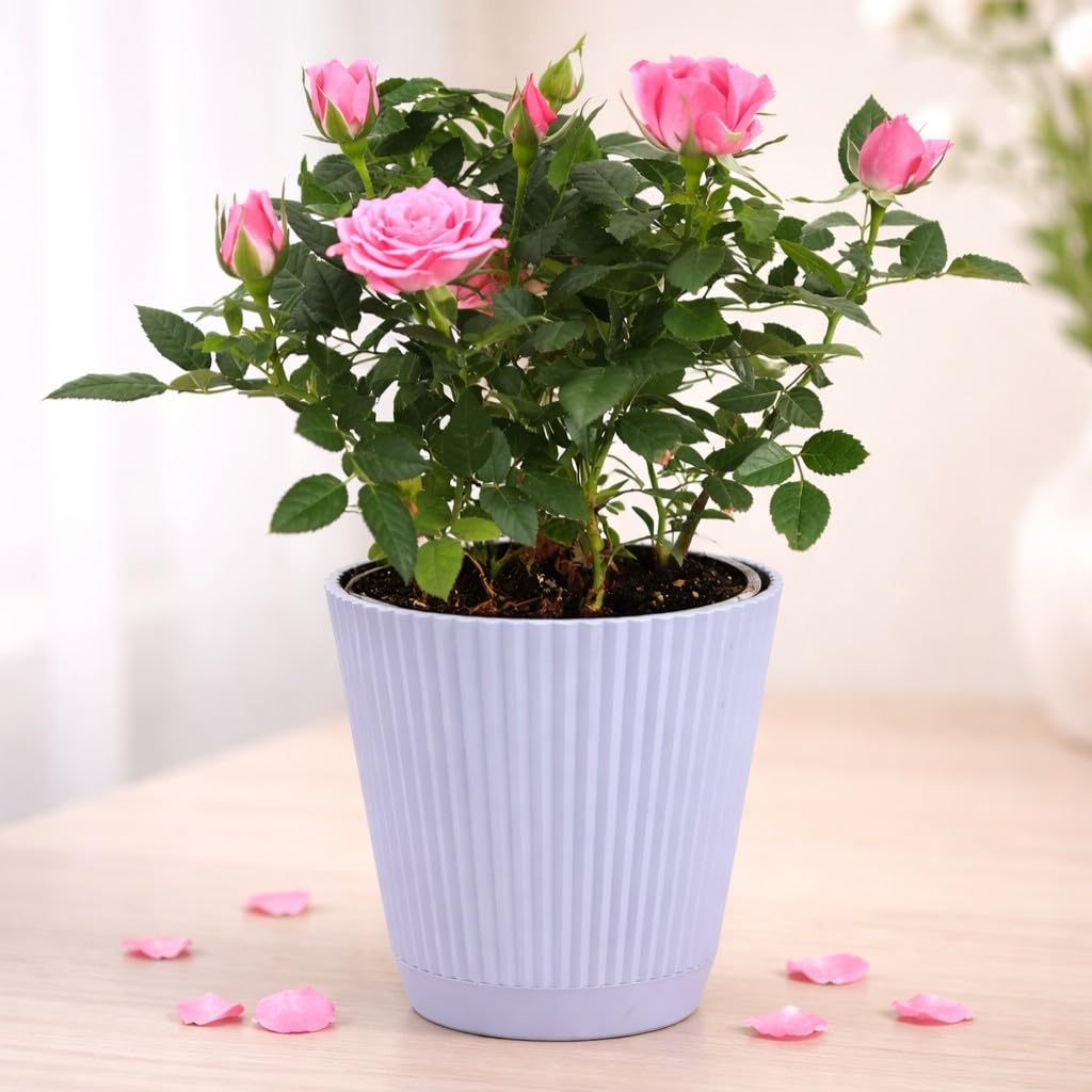 Thorsen's Greenhouse Mini Rose Bush, Spring Blooming Live Plant, Suprise Bloom Color, Gift for Mom, 4" Diameter Plant (Lavender)