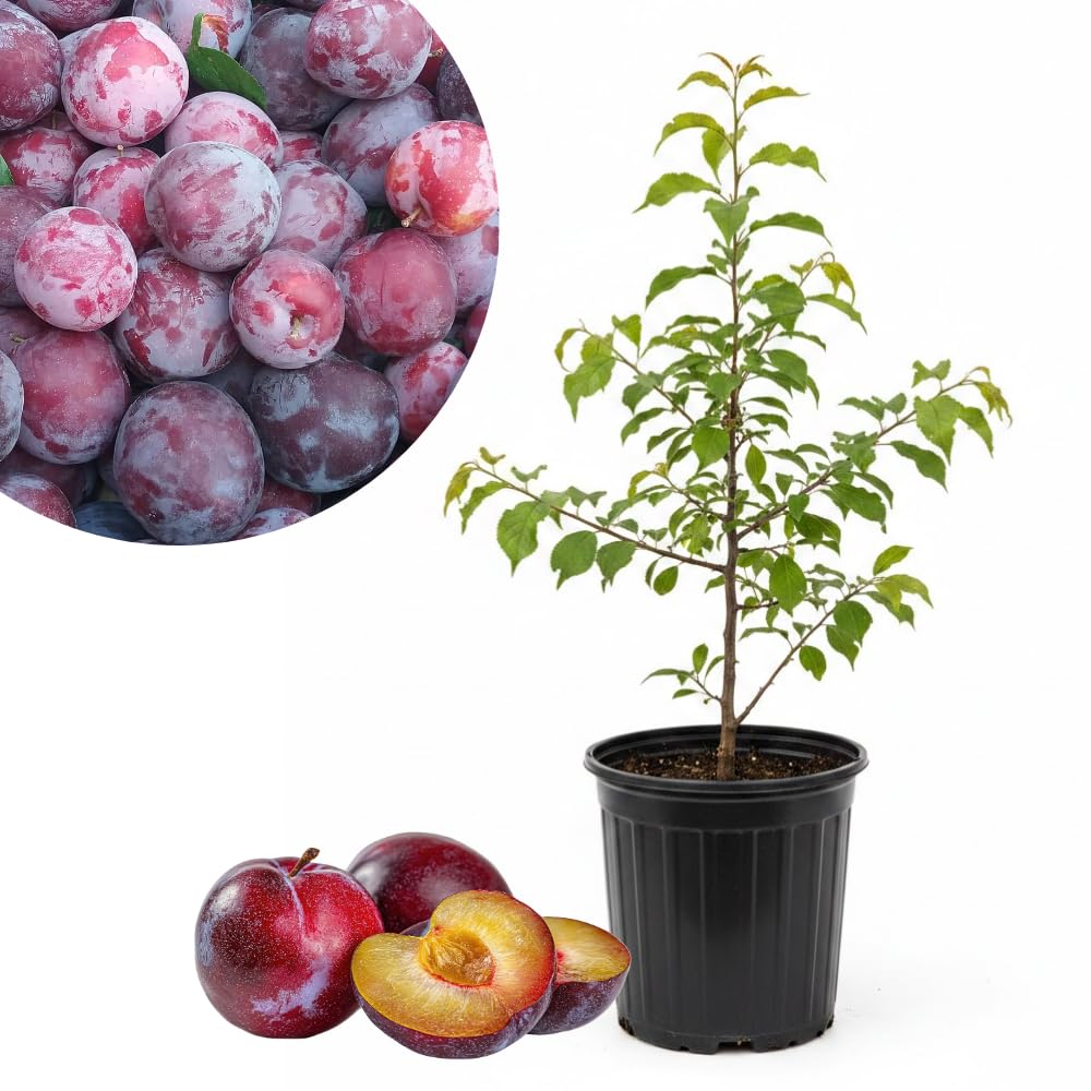 Plum Tree, Plum Live Plant, Sweet Fruit Plant, Live Fruit Tree for Outdoor Planting, 3 Feet Tall in 3 Gallon Pot, No Ship to CA (Red Purple)