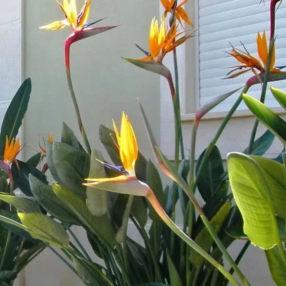 2 Yellow Bird of Paradise Live Plants, Strelitzia Reginae Well-Rooted Tropical Perennial Blooming, 5-9 Inches Houseplant Decor Indoor Outdoor, No Pot