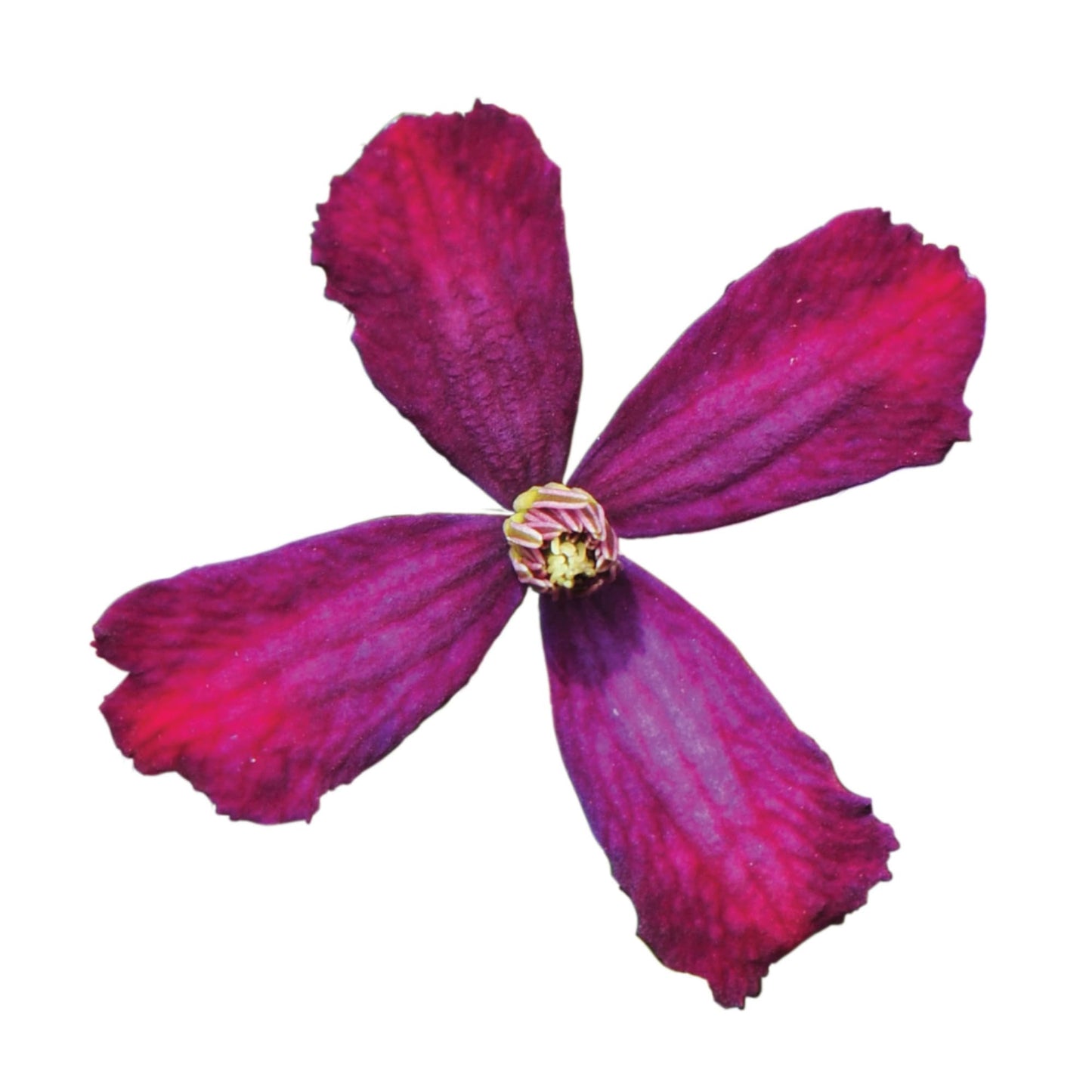Proven Winners 'Sweet Summer Love' Clematis Live Plant, 4.5" Qt, 4 Pack