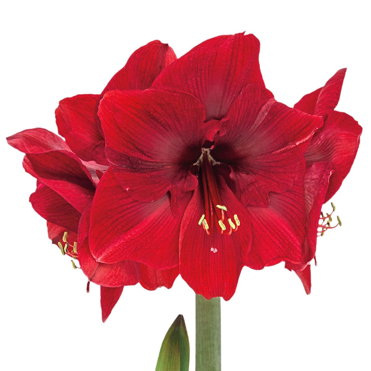 BRECK'S - Miracle Red Flowering Amaryllis Bulb Gift Kit - One Dormant Bulb Pre-Planted in a Wooden Decorative Planter