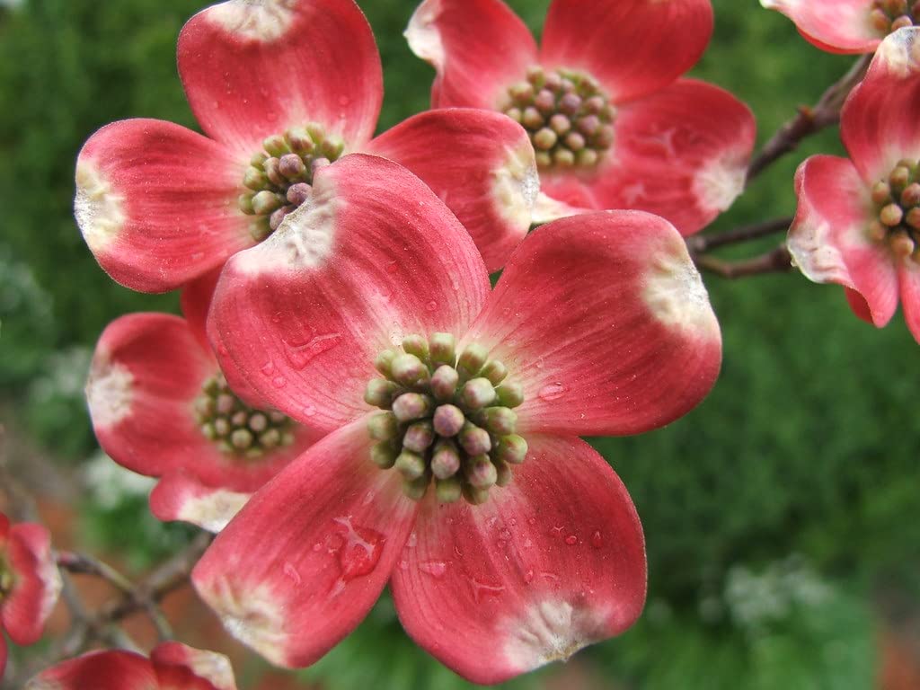 Cherokee Chief Dogwood - Red Flowering Tree - Live Plant Shipped 2 to 3 Feet Tall by DAS Farms