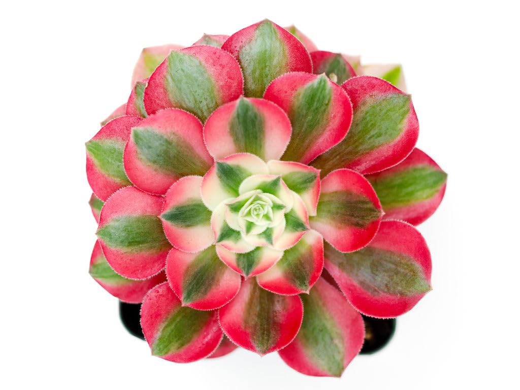 Grow Margo Aeonium Pink Witch Live Succulent (4" Plant Pot), Succulents Plants Live, Succulent Plants Fully Rooted, Rare House Plant for Home Office Decoration, DIY Projects, Party Favor Gift