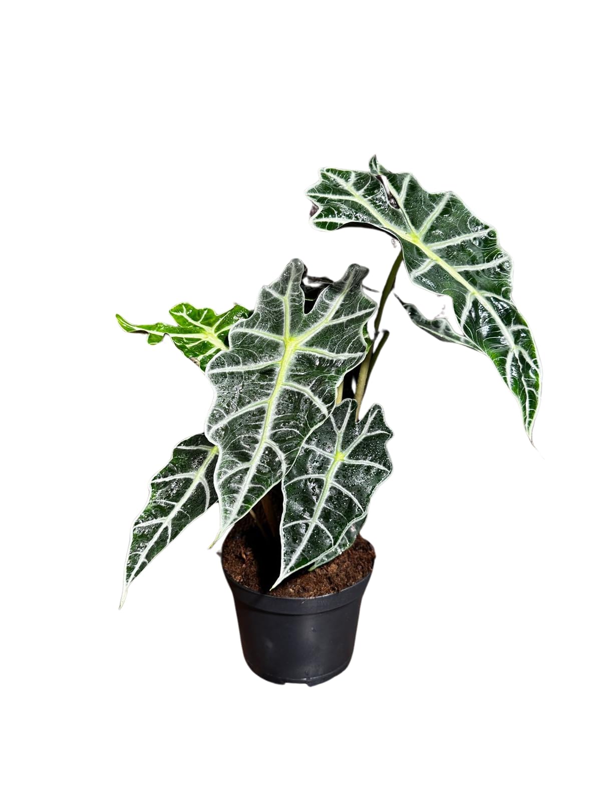 Alocasia Polly African Mask Plant in a 4" Nursery Pot - Tropical Indoor Plant - Air Purifier Houseplant for Gift